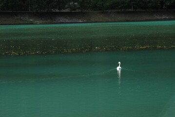 swan on the lake