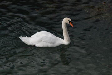 Fototapeta premium mute swan cygnus olor