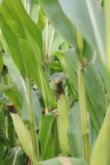 Cobs of corn peeking through the green leaves of the plant in a cornfield. 