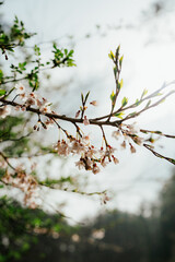 벚꽃