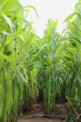 Obraz premium Rows of corn plants in a plantation. Vertical image.