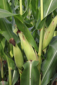 Cobs of corn peeking through the green leaves of the plant in a cornfield. Vertical image.