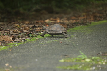 Turtle in the tropical evergreen rain forest.