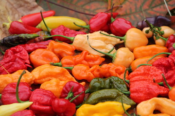 Background with hot red, yellow and orange chili peppers of different shapes. Bright harvest of hot peppers. Harvest time