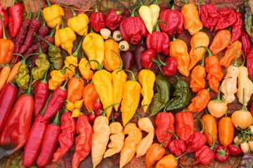 Gordijnen Background with hot red, yellow and orange chili peppers of different shapes. Bright harvest of hot peppers. Harvest time © kazakovmaksim