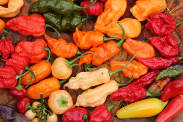 Background with hot red, yellow and orange chili peppers of different shapes. Bright harvest of hot peppers. Harvest time