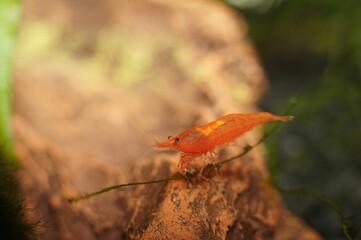Saddled Female Cherry Shrimp