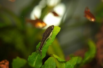 Otocinclus Catfish on Cryptocoryne