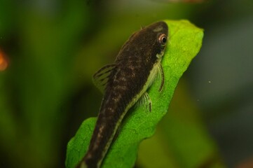 Close-up Otocinclus Catfish