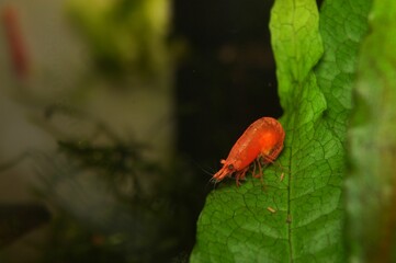 Berried Fire Red Neocaridina Shrimp
