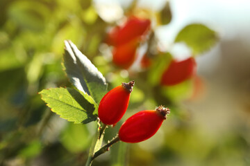 Rose hip bush with ripe red berries in garden, closeup