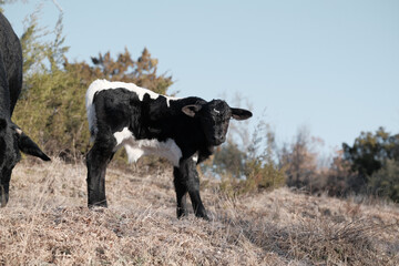 Black and white crossbred beef calf in winter farm field.