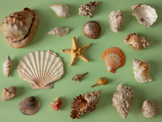 lots of sea shell on mint green background