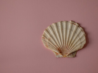 single white shell on pink background