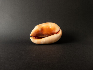 big sea shell sideways