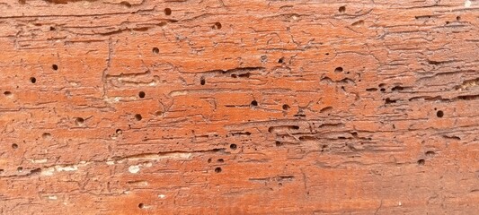 termite perforated wood wall