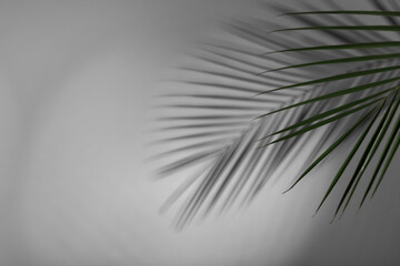 Tropical palm branch casting shadow on white wall. Space for text