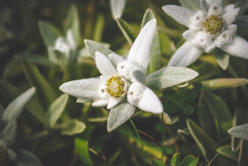 I was pleasantly surprised to see such a beautiful flower edelweiss in Primorye (Leontopodium)