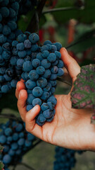 Close up of farmer female hands picking grape