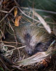 hedgehog in the forest