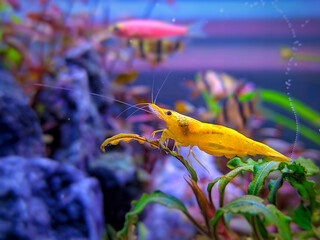 Shrimp in the aquarium