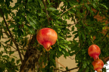 pomegranate tree with nice red fruits