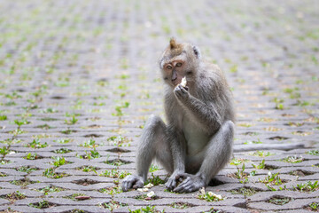 Obraz premium macaque eating in bali indonesia
