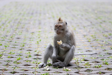 macaque eating in bali indonesia