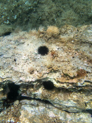 Diving in nice clean sea water