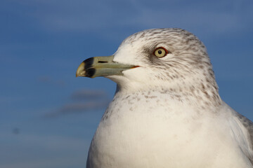Ringschnabelmöwe / Ring-billed gull / Larus delawarensis
