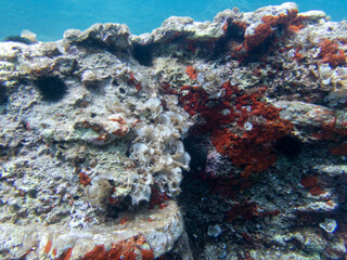 Diving in nice clean sea water