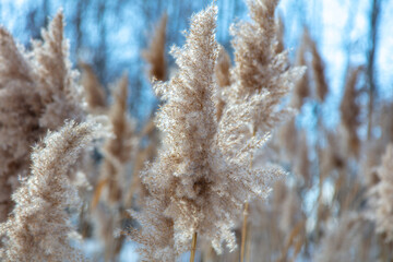 Reed on a background of blue sky.