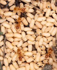 White ant eggs on the ground.