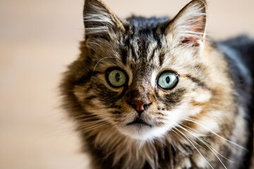 Fototapeta premium Cat face portrait looking in camera. Long-haired cat with light in the eyes. Pet portrait,with face details. Furry beautiful cat looks in camera.
