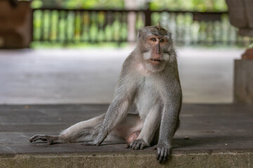 portrait of a macaque