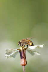 Honey bee on a perfect white flower with blurred green background space, vertical composition.