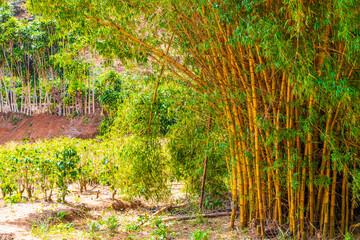 Green yellow bamboo trees tropical forest San José Costa Rica.
