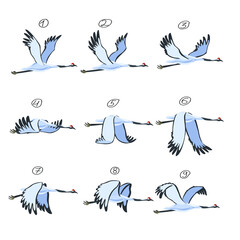 Crane animation. Bird animation, nine key frames. Cranes isolated on white background. Vector illustration.