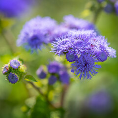 Blue Ageratum Flowers