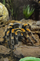 spider on the tree
