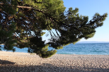 Picturesque beach on the Croatian coast, sea and pine trees on a sunny summer day. Green pine...