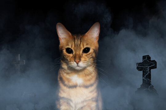 A cat with devil eyes on the background of an old cemetery.