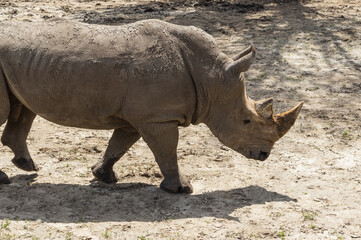 Photography of white rhinoceros, outdoors.