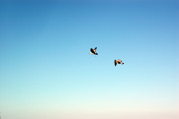 birds in the sky