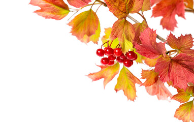 Bright autumn leafs of viburnum isolated on white background