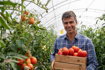 Portrait of male agronomist working in greenhouse holding tomatoes.