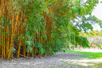 Green yellow bamboo trees tropical forest San José Costa Rica.