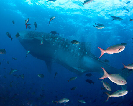 Gigantic Whale Shark and school of fish.
