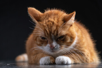 Fototapeta na wymiar Portrait of an old ginger beautiful cat on a dark background.