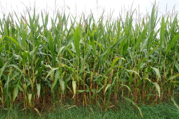 Ackerbau/Landwirtschaft